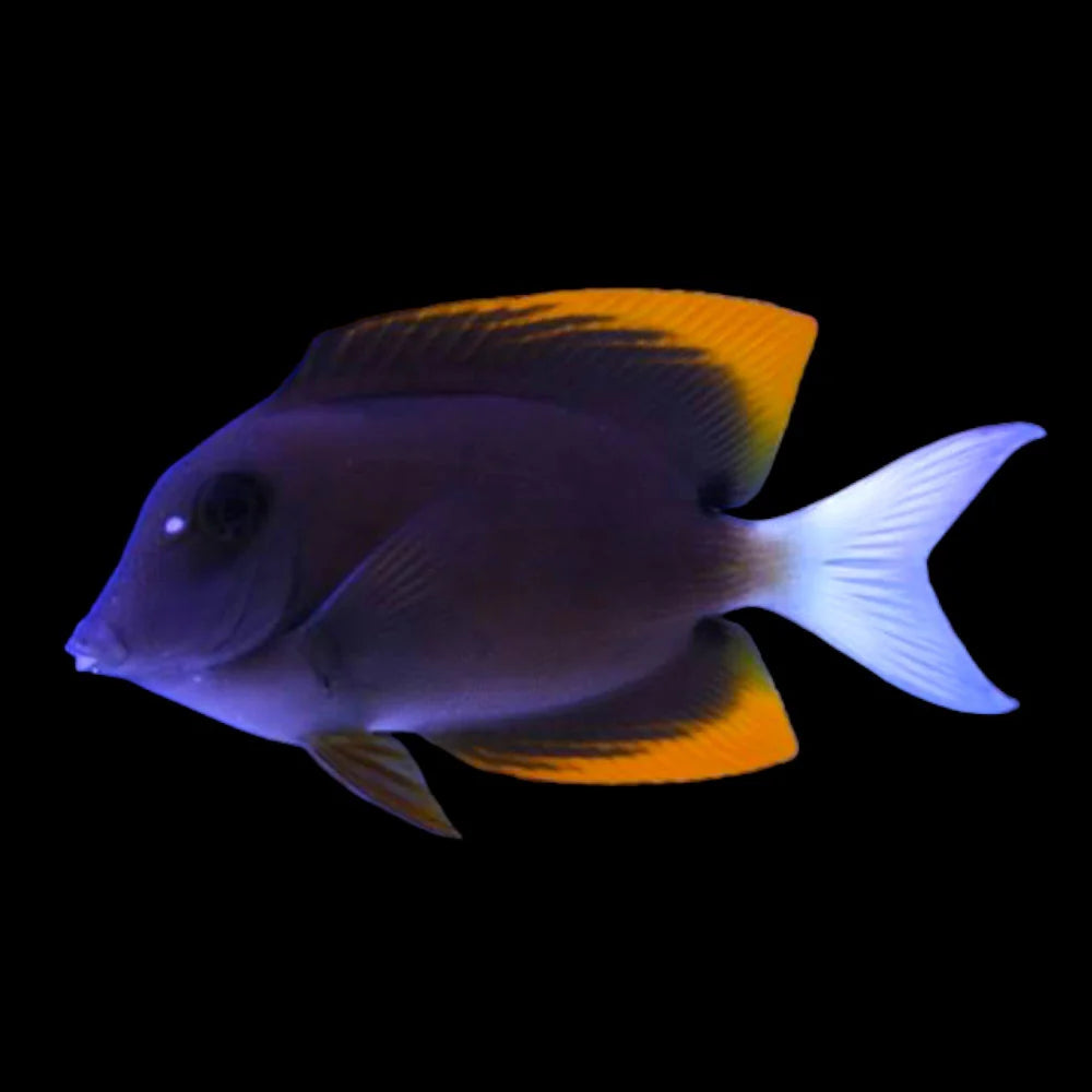 Flame Fin (Tomini) Tang S