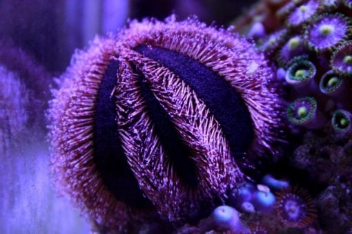 Royal Urchin