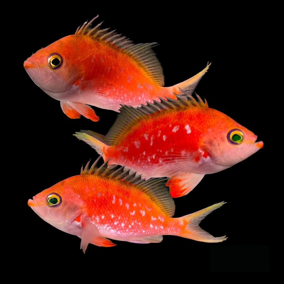 Sakura Cherry Anthias