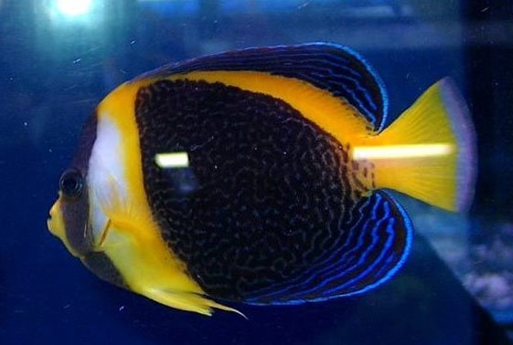 Scribbled Angelfish