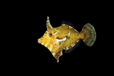 Aiptasia Eating Filefish