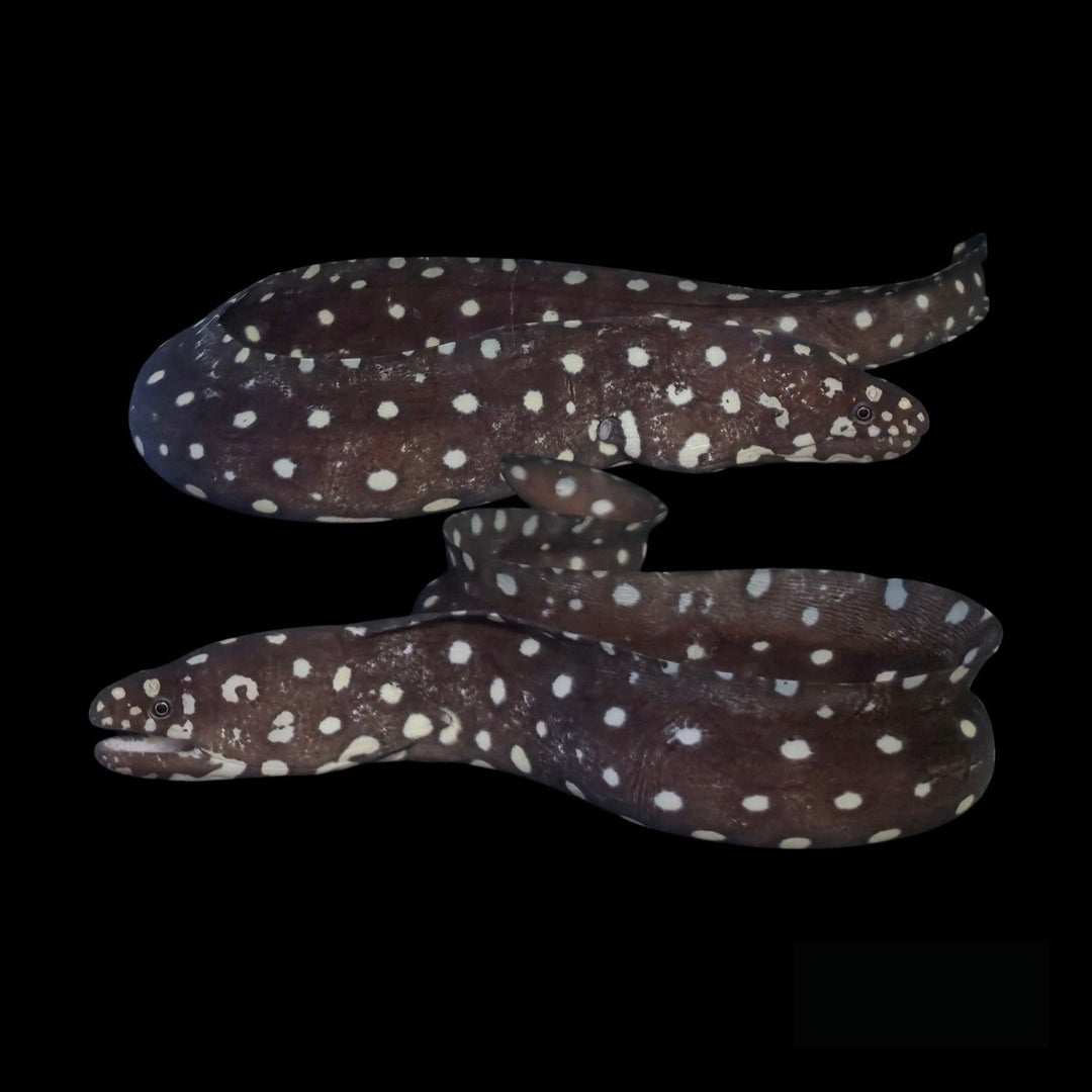Skeletor Moray Eel