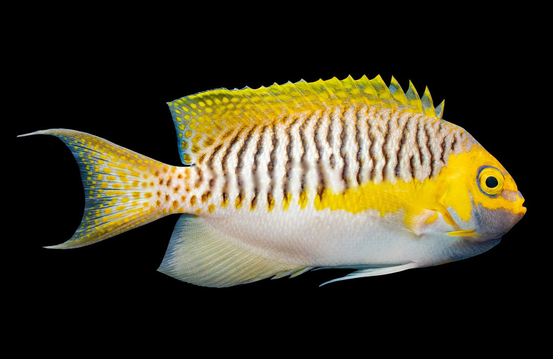 Male Japanese Swallowtail Angelfish