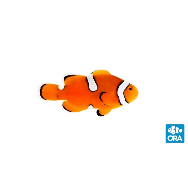 ORA Misbar True Percula PAIR