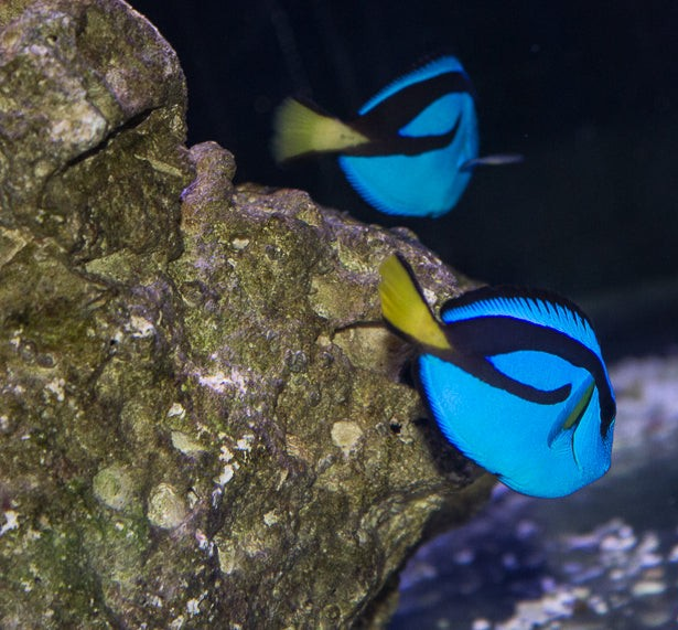 Blue Hippo Tang