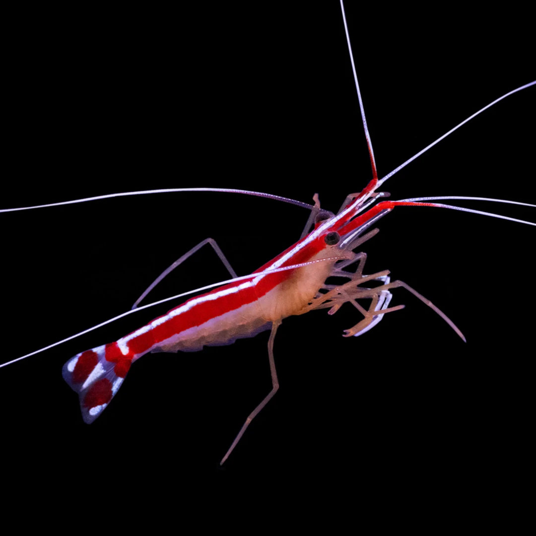 Cleaner Shrimp