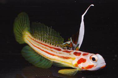 Yasha Goby- stenogobiops yasha