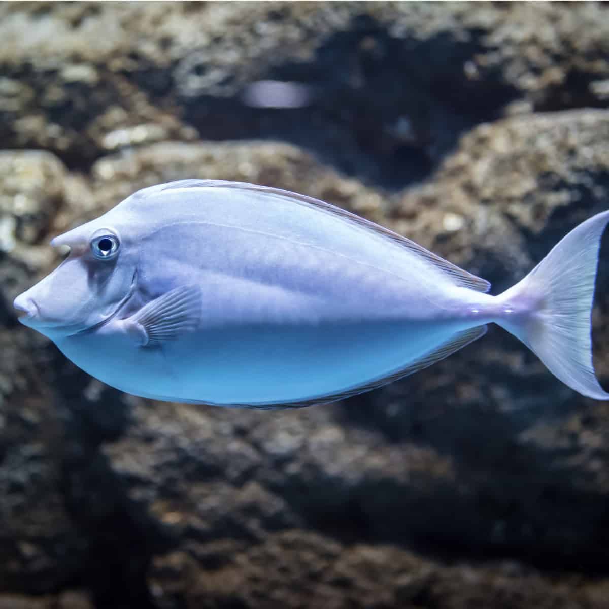 Unicorn Tang M