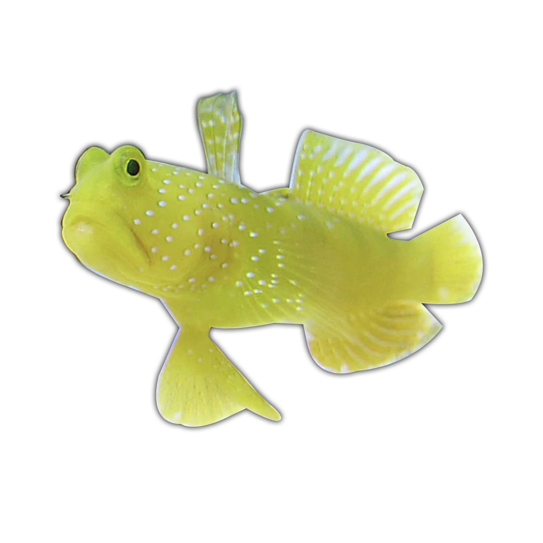 Yellow Watchman Goby M