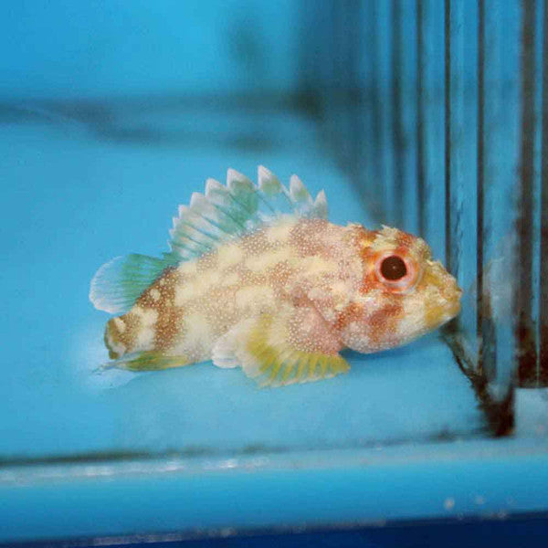 Yellow Spotted Scorpionfish