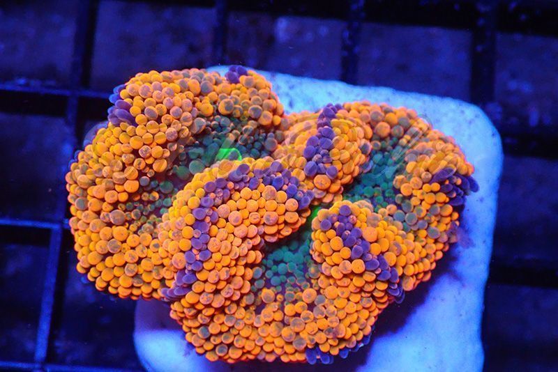 ORANGE RICORDEA