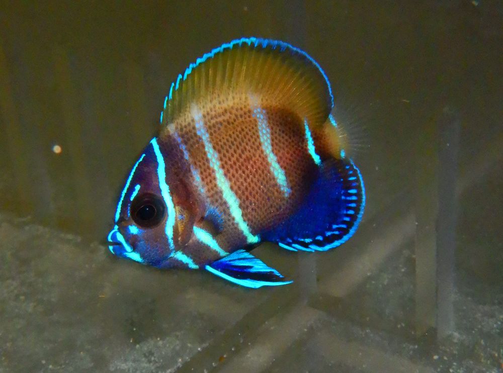 MAJESTIC ANGEL CAPTIVE BRED 1.5 INCH