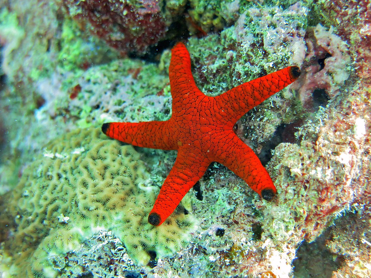 Red & Black Starfish S