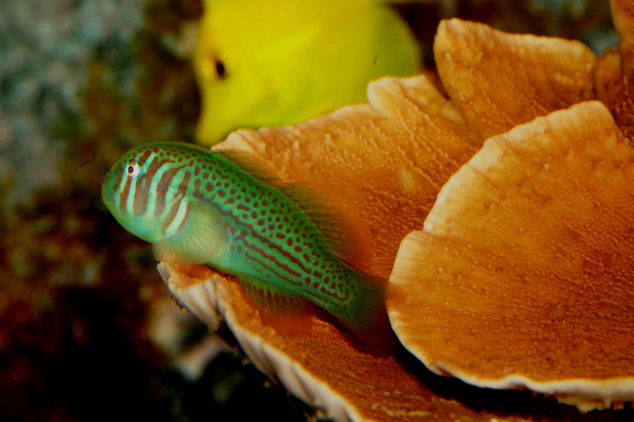 Clown, Green Goby