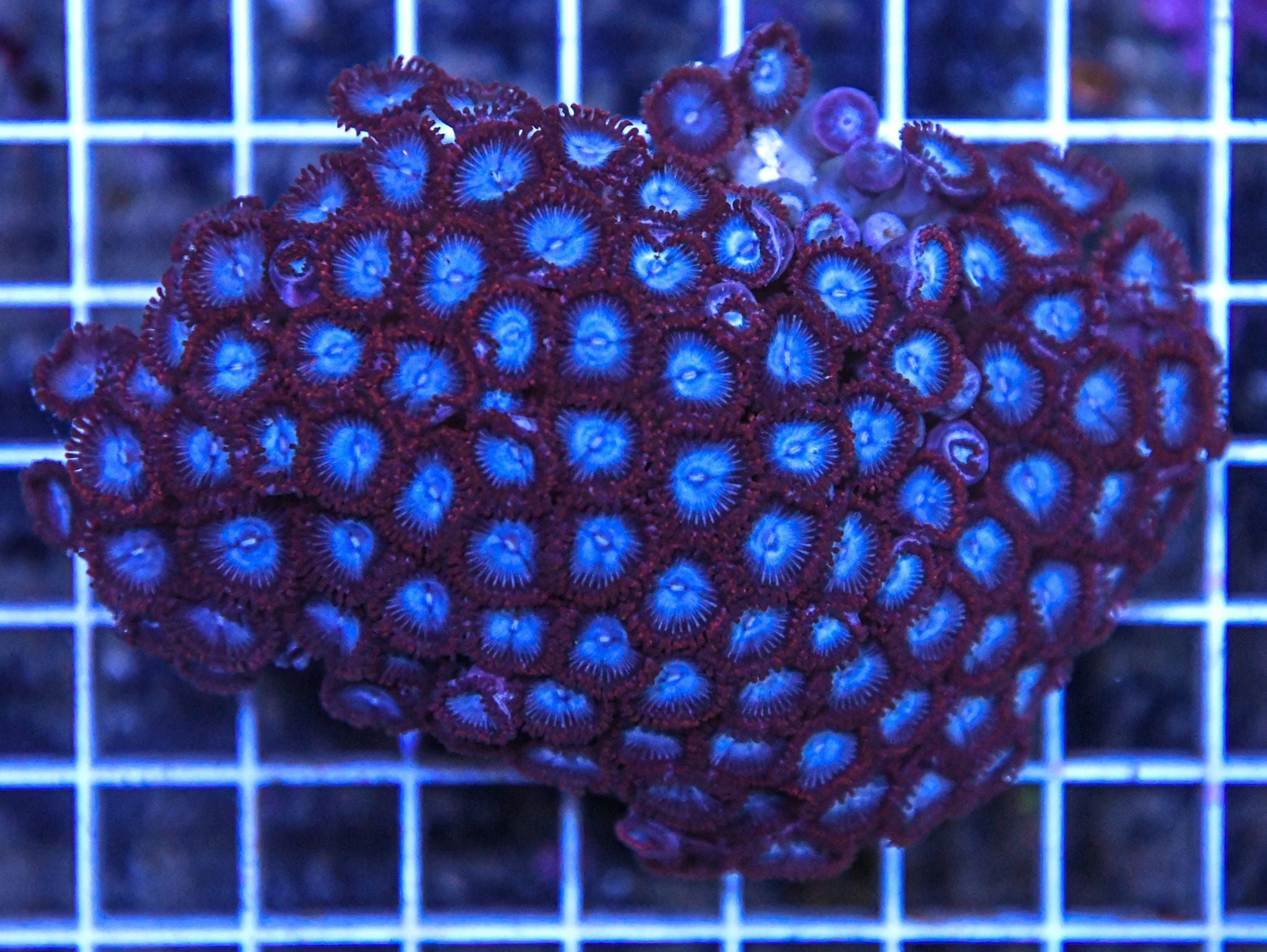 Zoa Ultra INDO