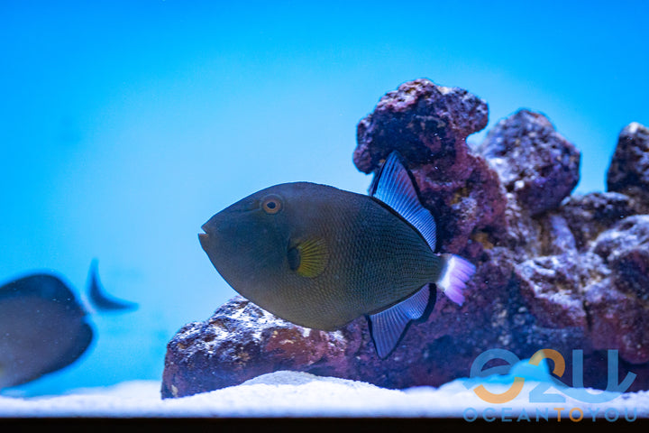 Pinktail Trigger