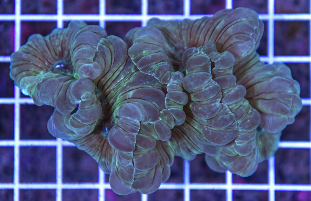 Fox Coral Indo