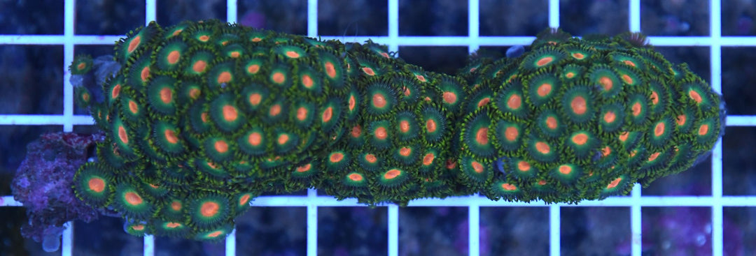 Zoa INDO