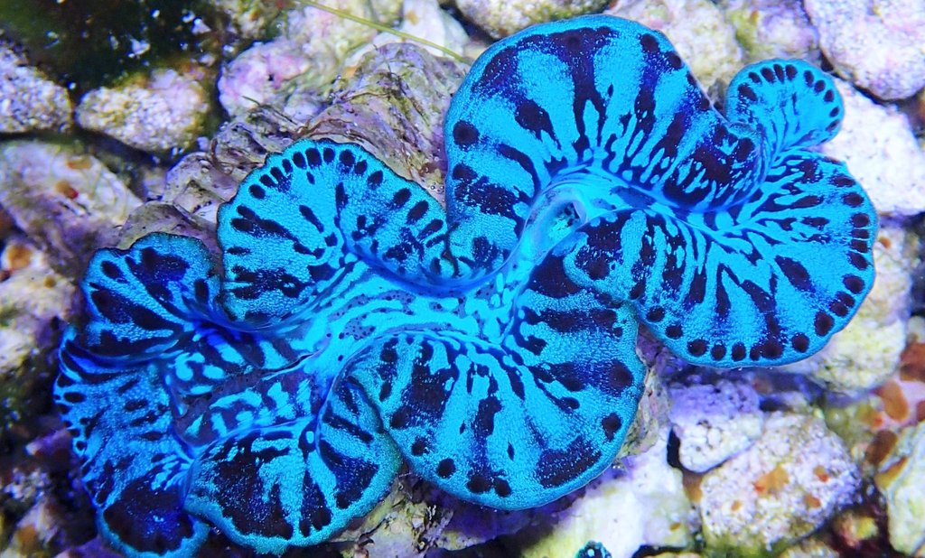 5"XL Maxima Clam: Ultra Grade