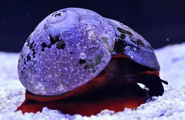 Red Collar Snail
