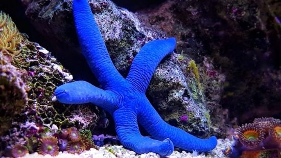 Blue Linkia Starfish SM & M