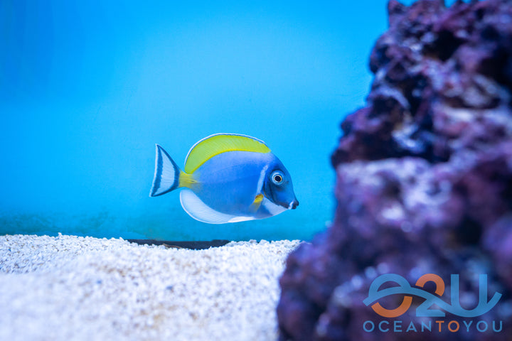 Powder Blue Tang