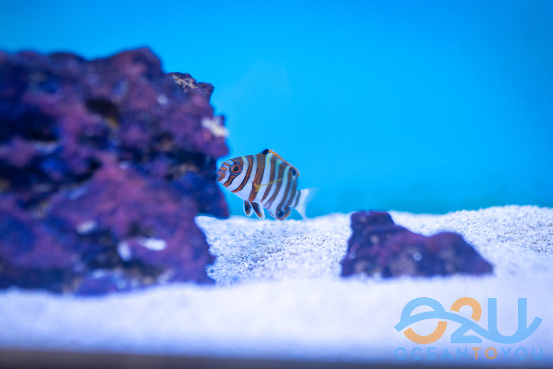 Harlequin Tusk: Juv
