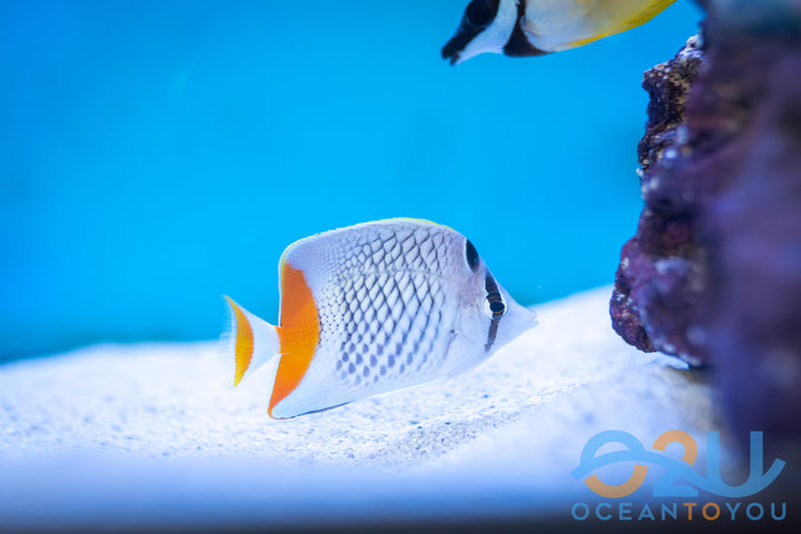 Pearlscale Butterfly