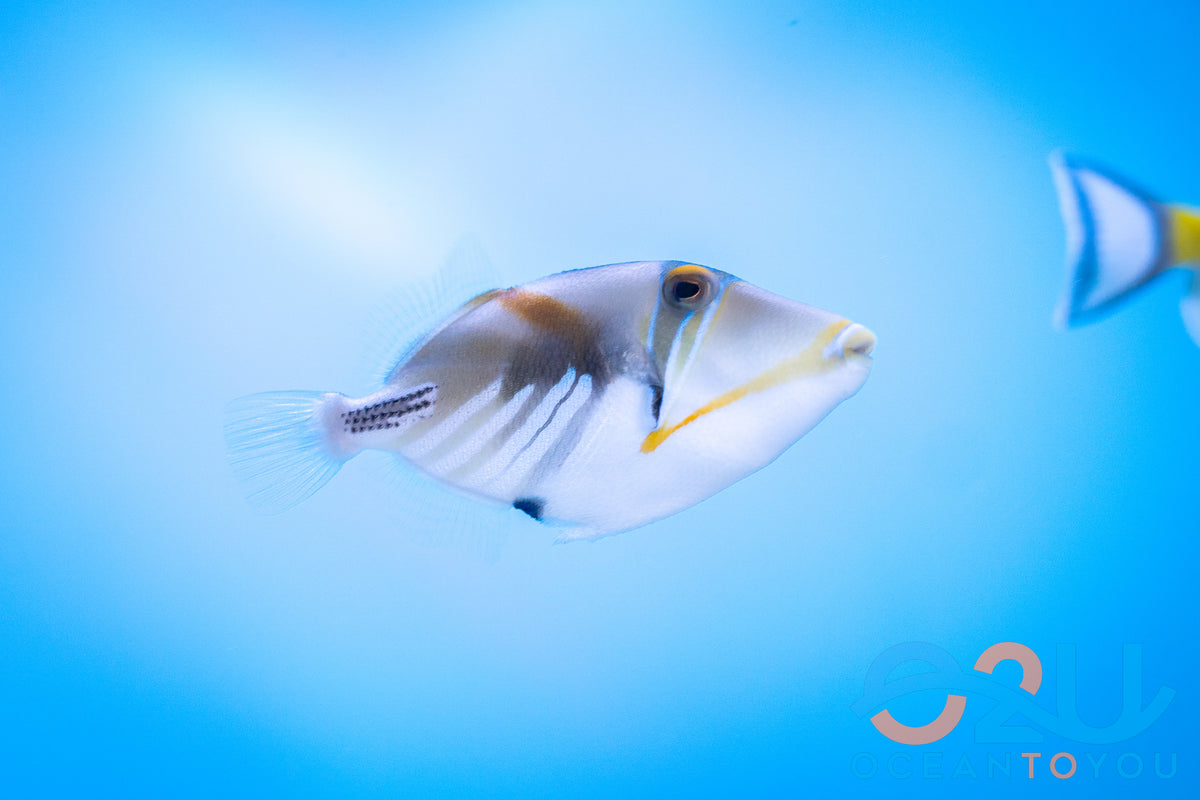 Humu Picasso Triggerfish M – Ocean To You Aquariums