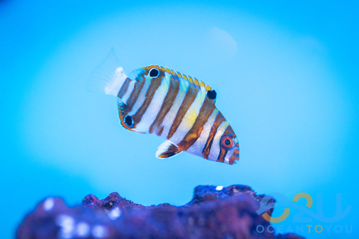 Harlequin Tusk: Juv