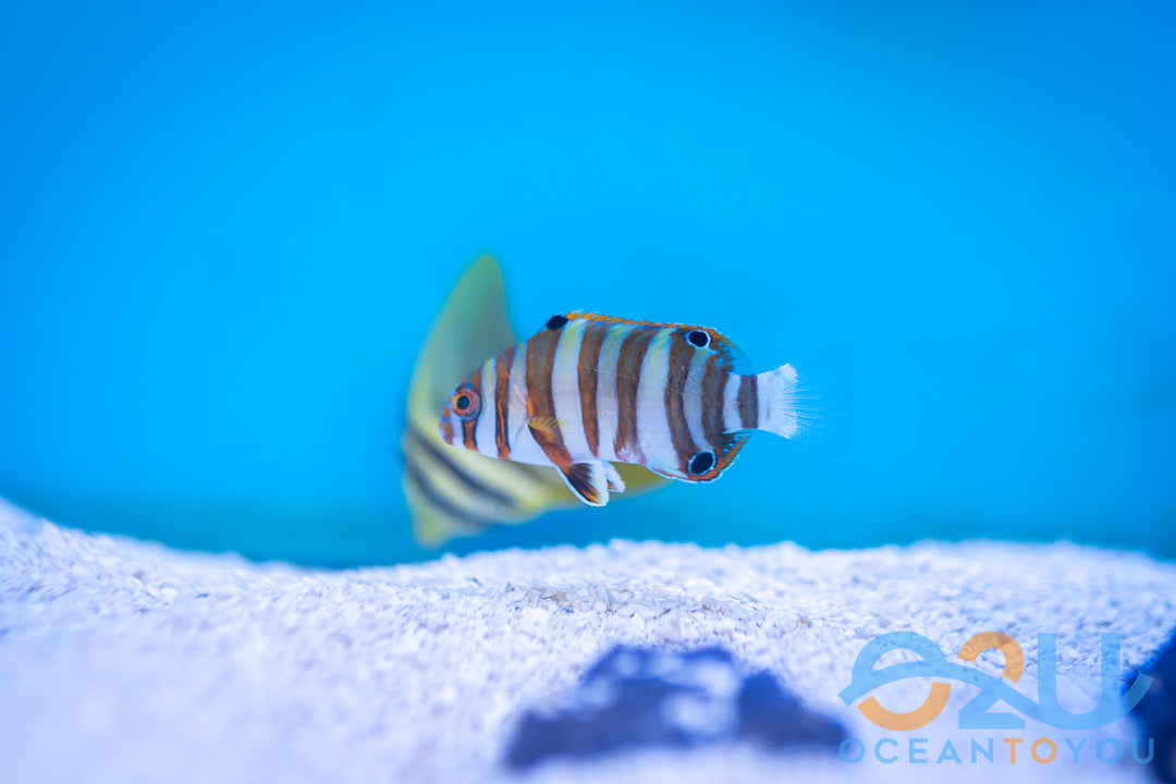 Harlequin Tusk: Juv
