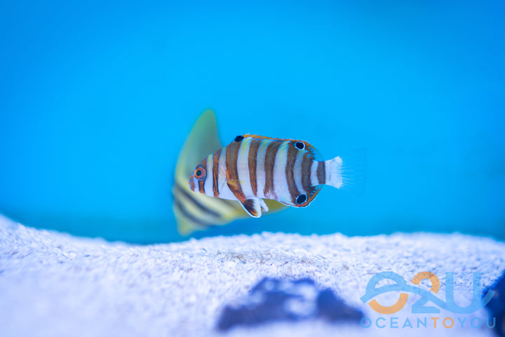 Harlequin Tusk: Juv