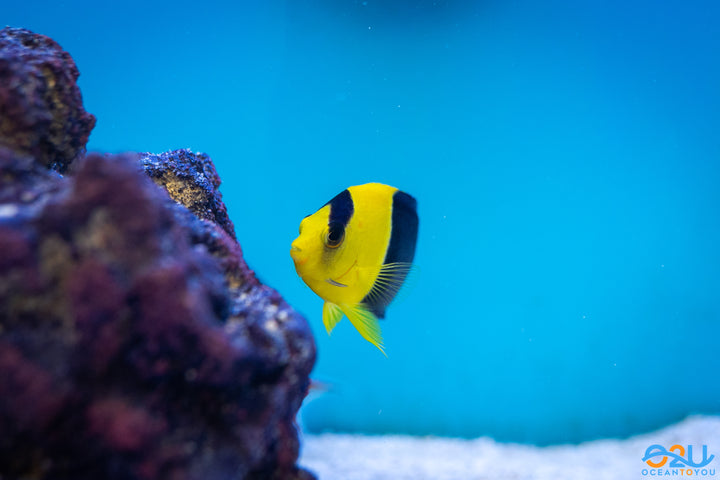 Bicolor Angelfish