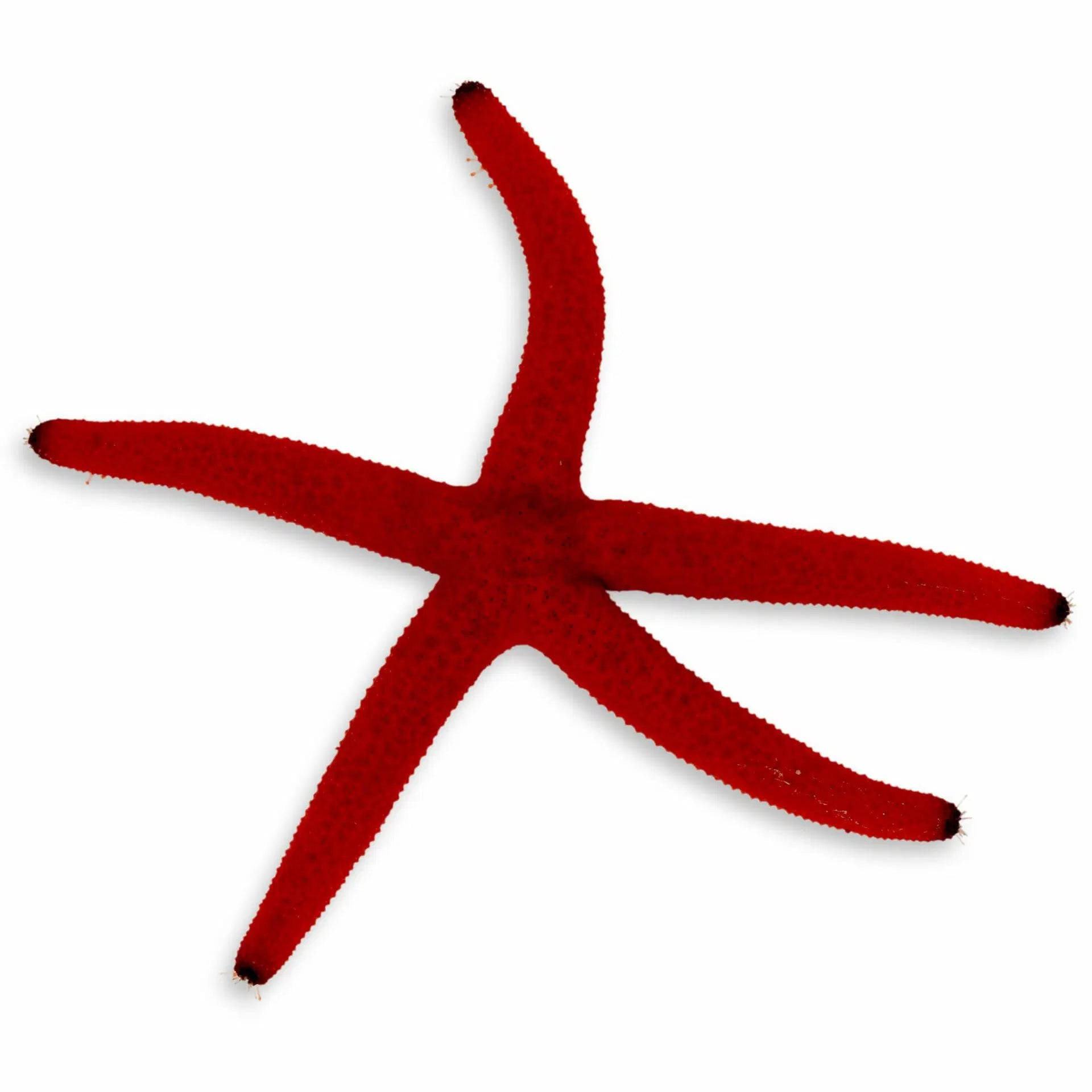 Orange Linkia Starfish ML