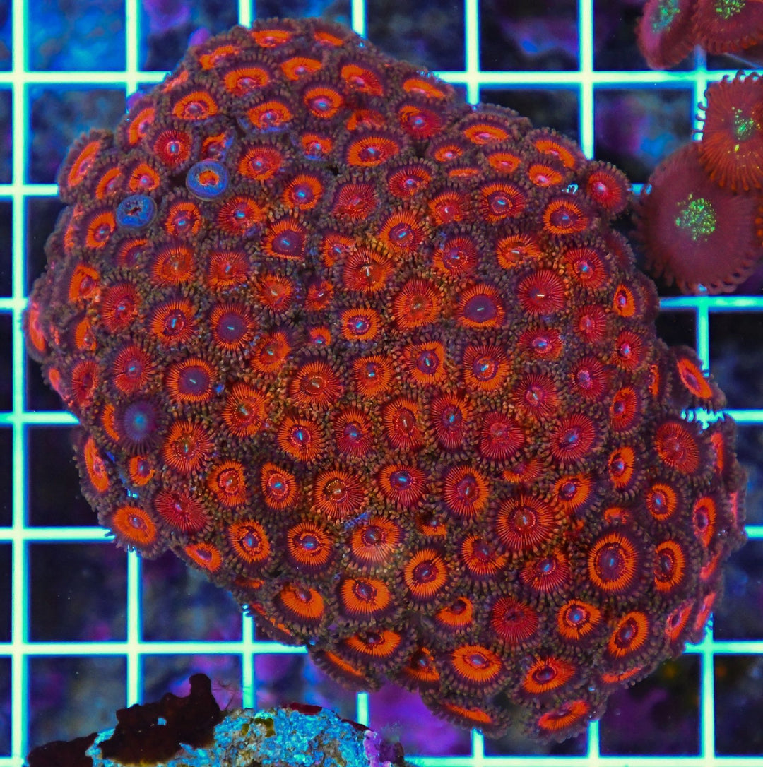 Zoa INDO 5