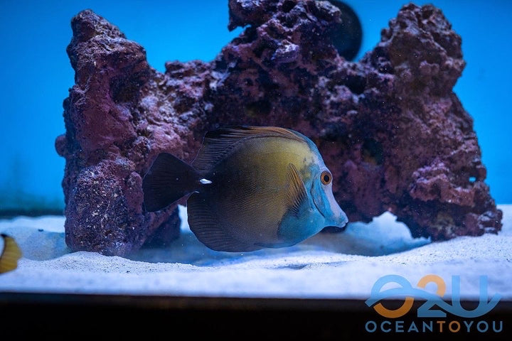 Blue Face Koi Tang ML/L