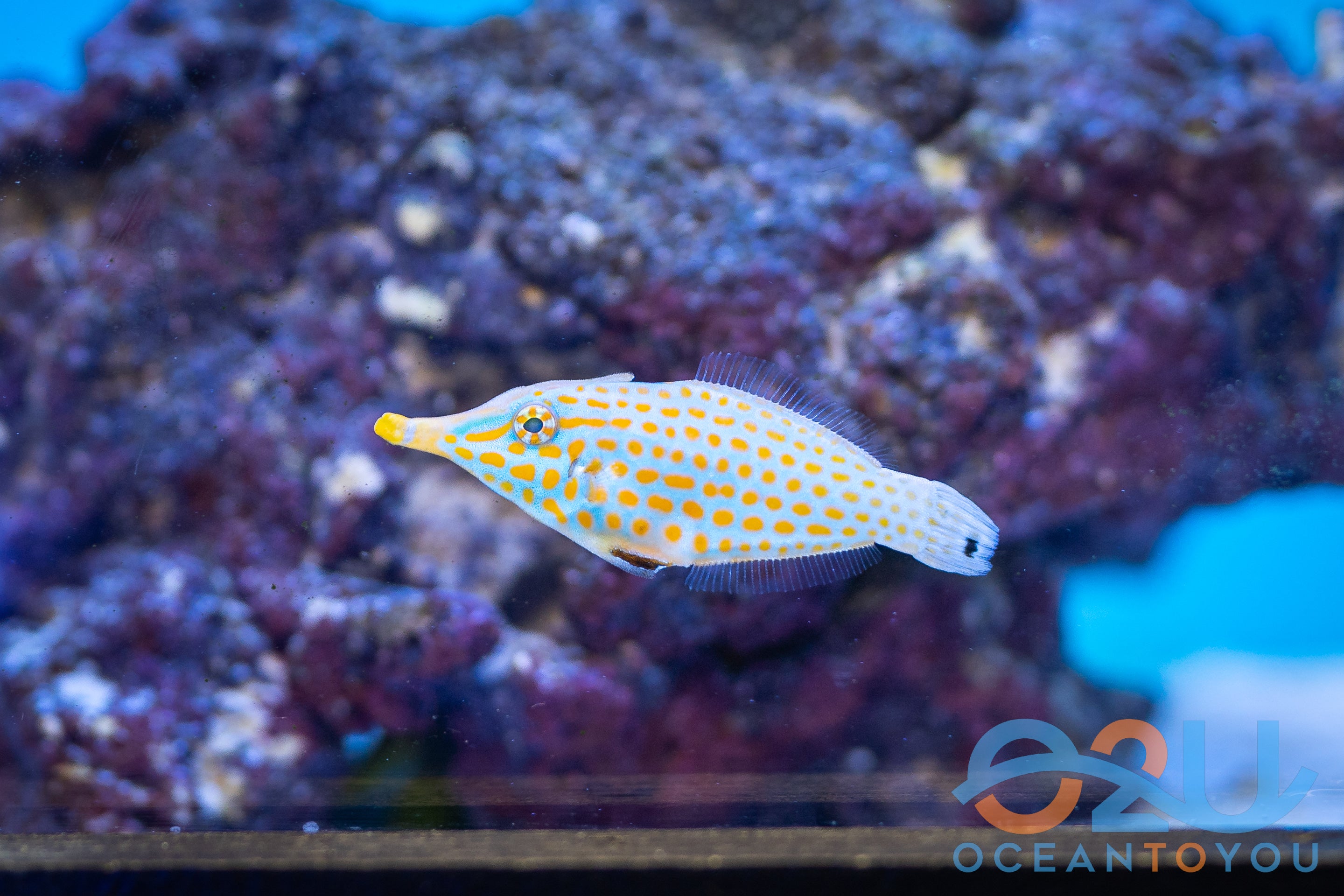 Orange Spotted Filefish; Fiji