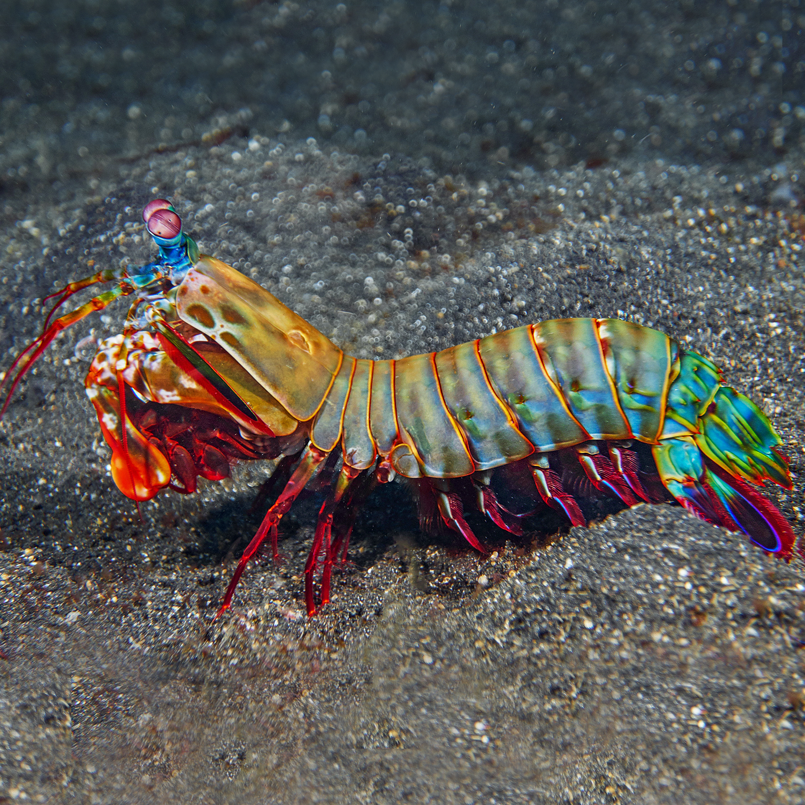 Mantis Shrimp: Peacock L (Pre Order) Will arrive soon