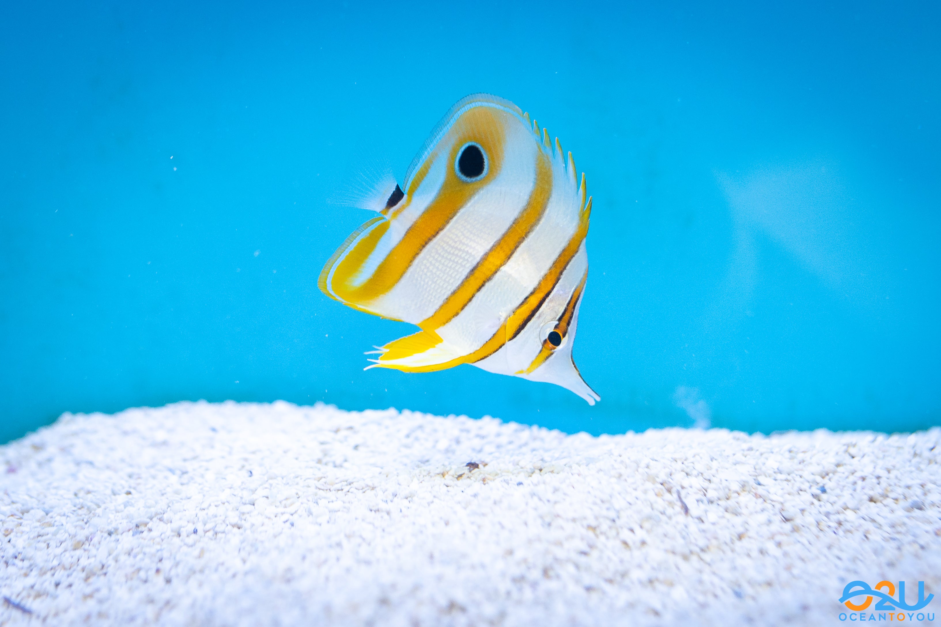 Copperband Butterflyfish S