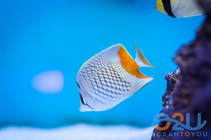 Pearlscale Butterfly