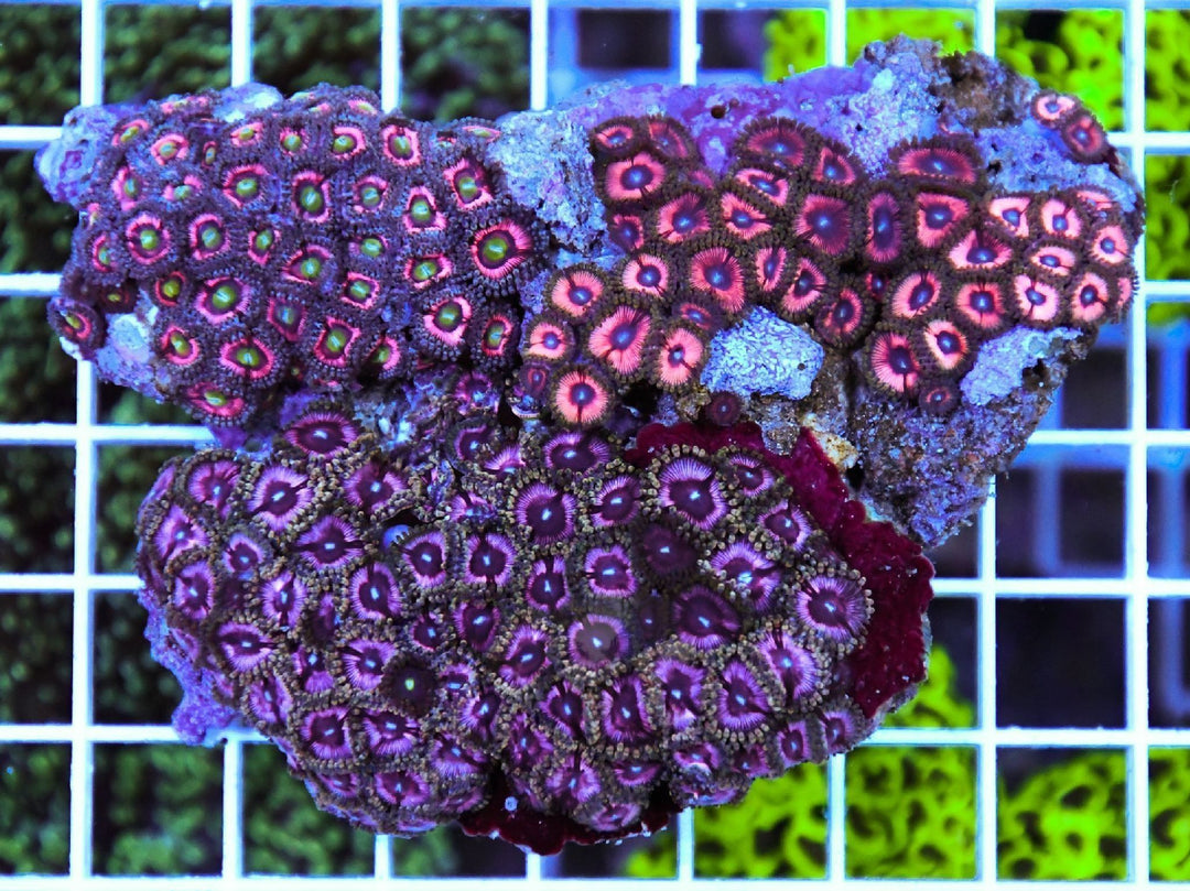 Zoa INDO 2