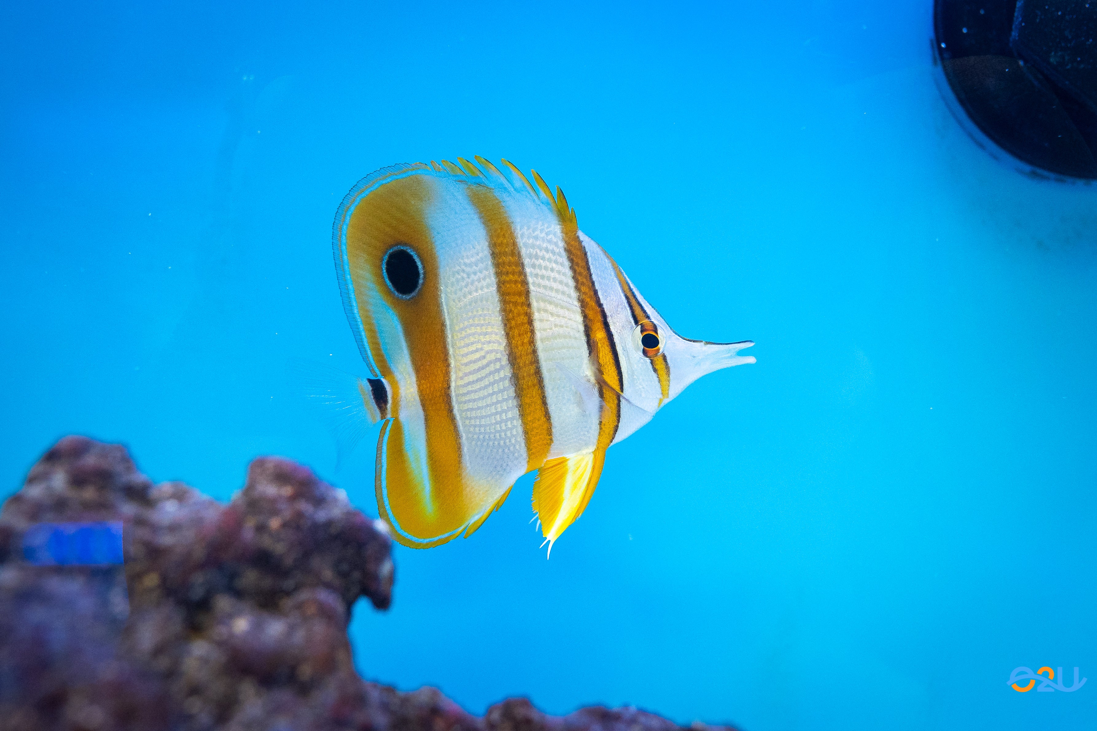 Copperband Butterflyfish S