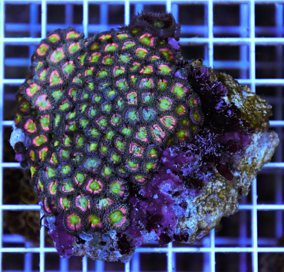 Zoa INDO 3