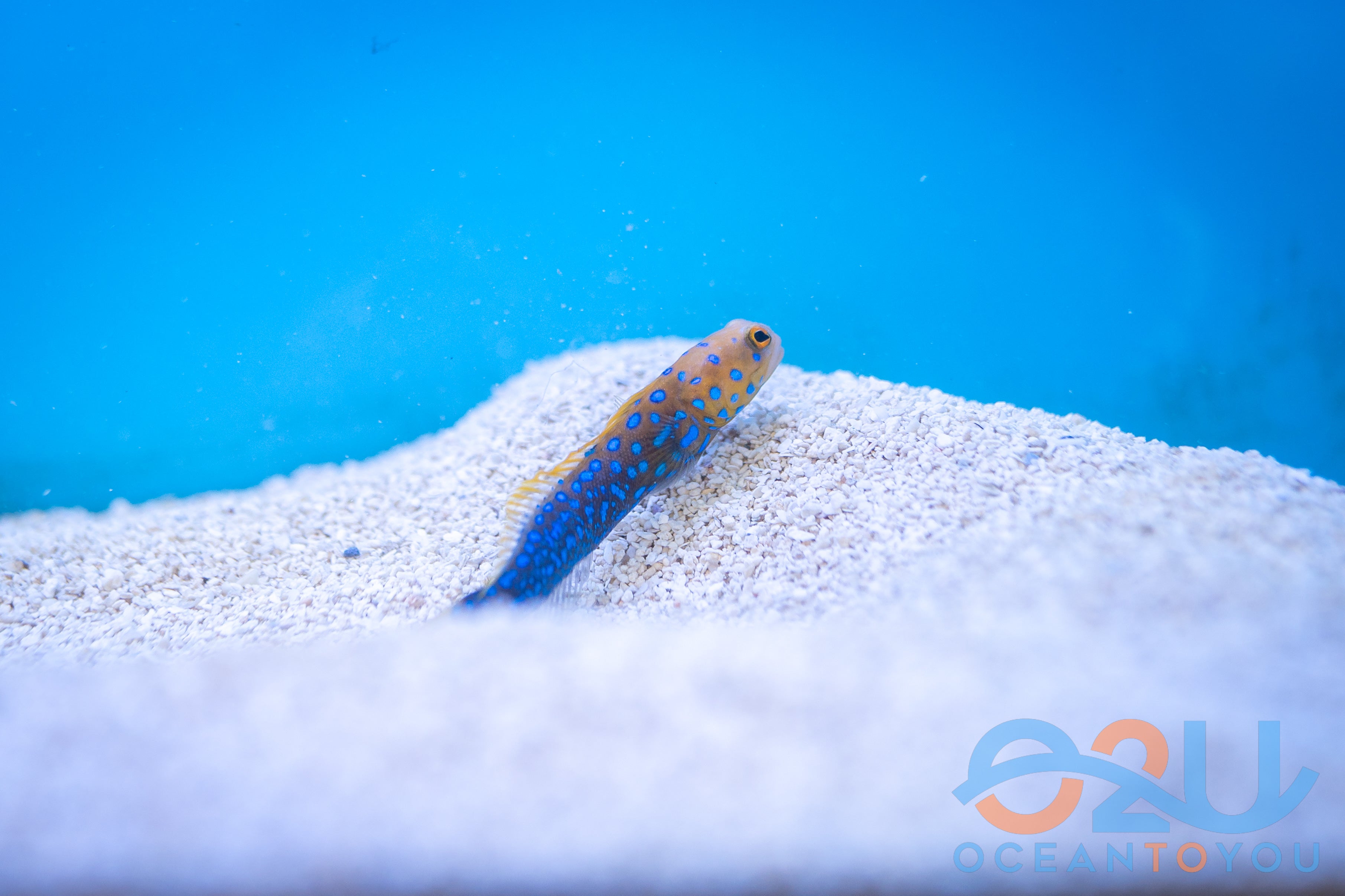 Blue Spot Jawfish; Mexico