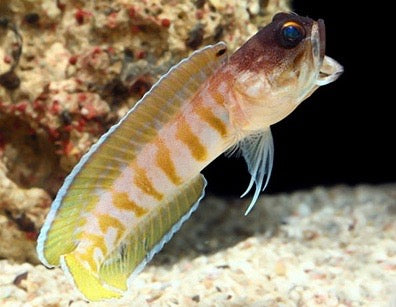 Tiger Jawfish