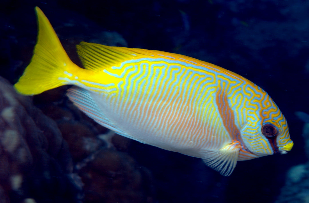 Blue Lined Rabbit Fish