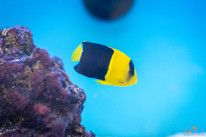 Bicolor Angelfish