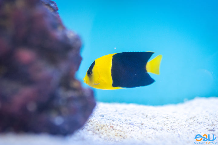 Bicolor Angelfish