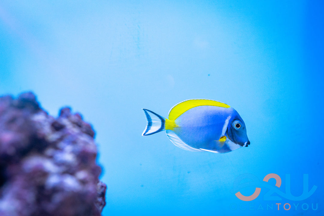 Powder Blue Tang