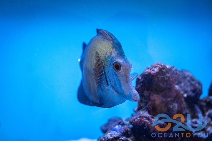 Blue Face Koi Tang ML/L